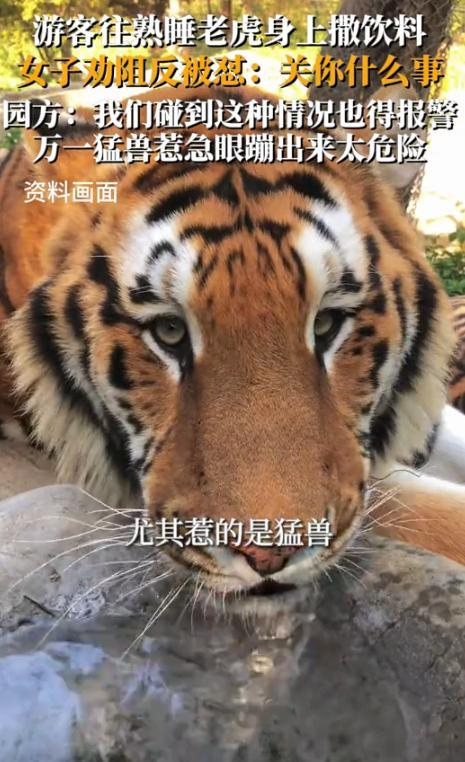 一游客多次向老虎身上滋饮料网友虎落平阳被犬欺