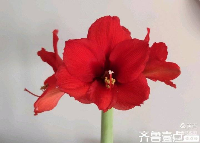 红福花开迎新春