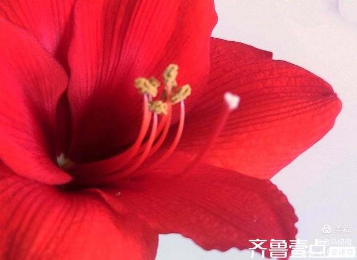 红福花开迎新春