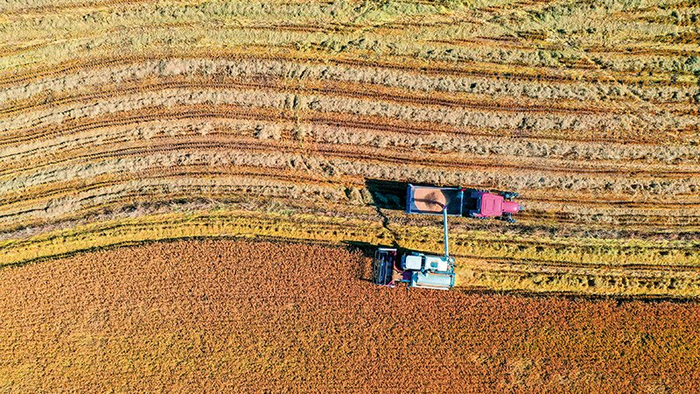 瞭望| 粮食亩产冠军如何炼成|粮食|吉林省|黑土地_新浪新闻