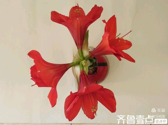 红福花开迎新春