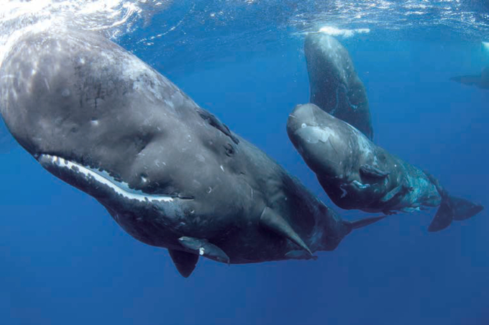 鲸重返海洋的哺乳动物