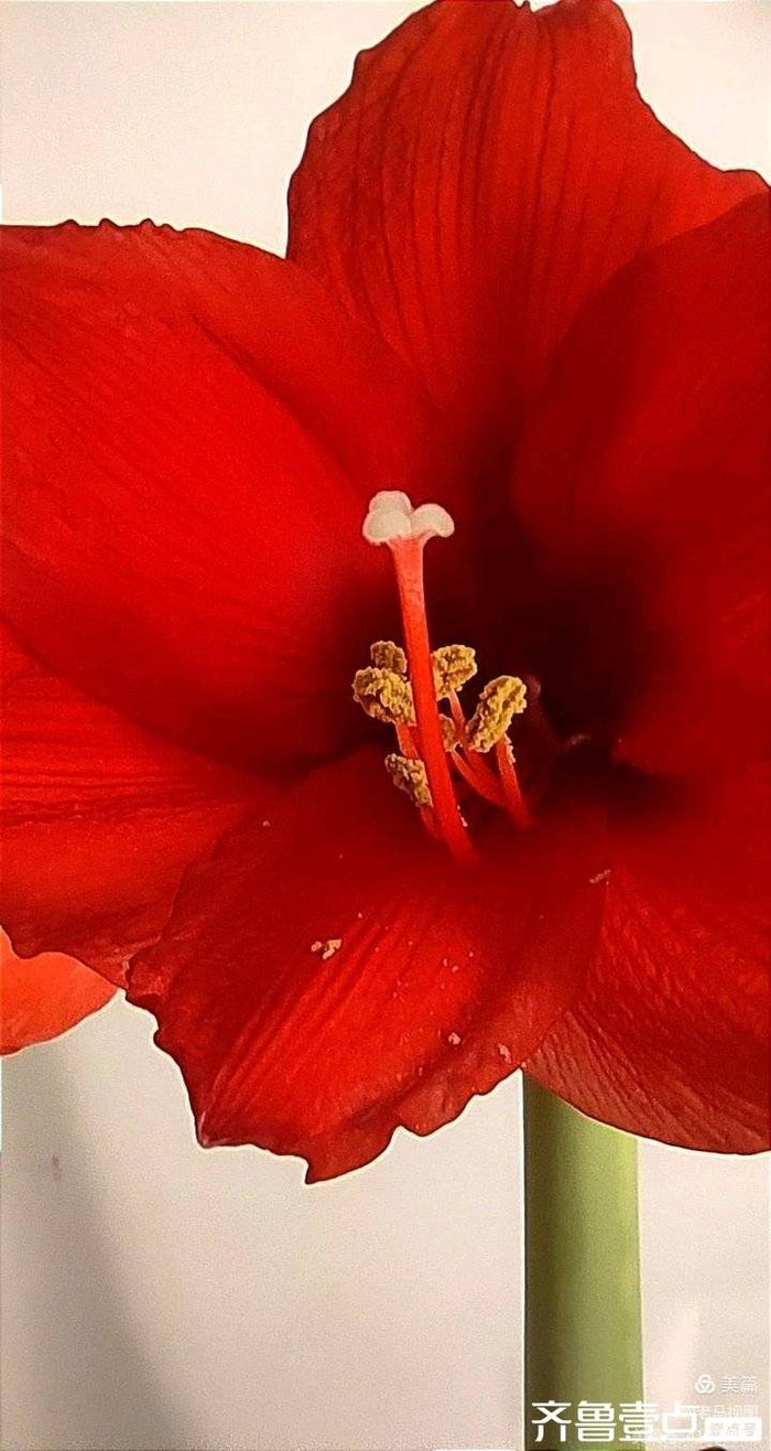 红福花开迎新春