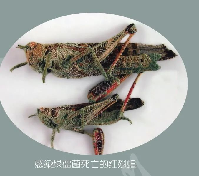 从内部破坏蝗虫的组织,而且它们不会对脊椎动物产生直接的毒性作用,能