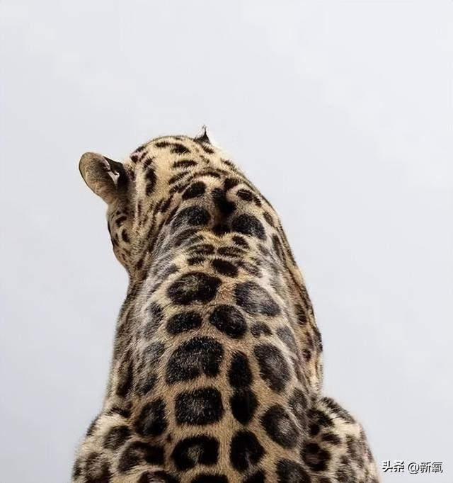 是一个不会武功的老板娘,但她身上要有股侠气,剧中的服装也多带豹纹