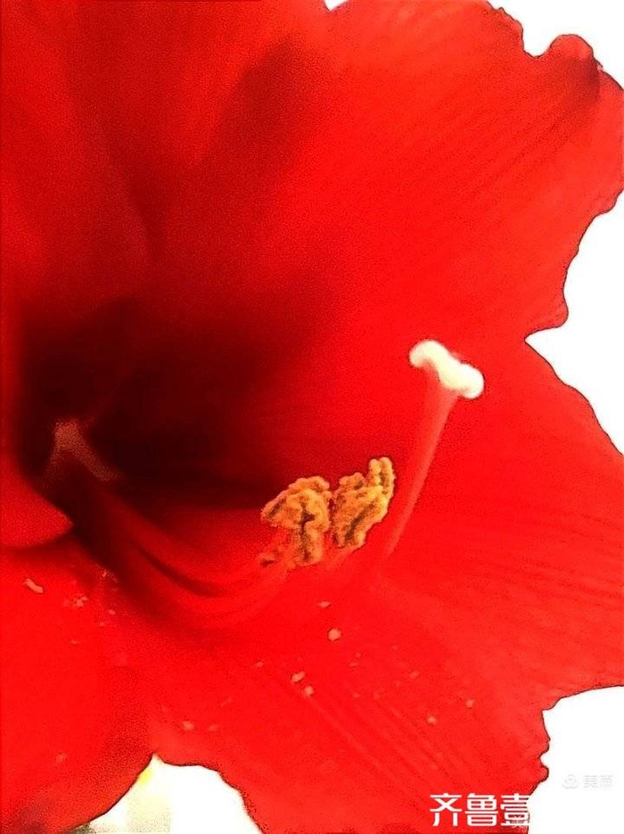 红福花开迎新春