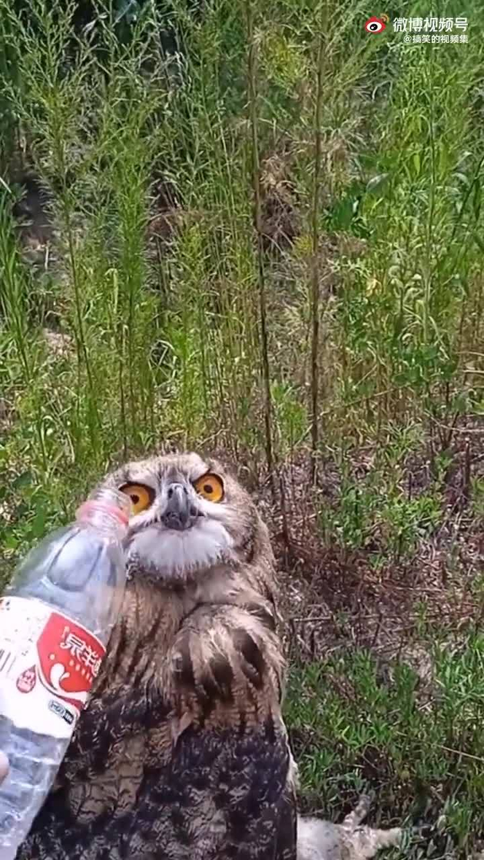 在路边这只老鹰好像中暑了
