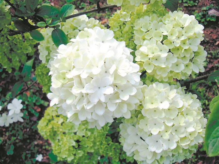 花香里的成都这些植物即将盛开