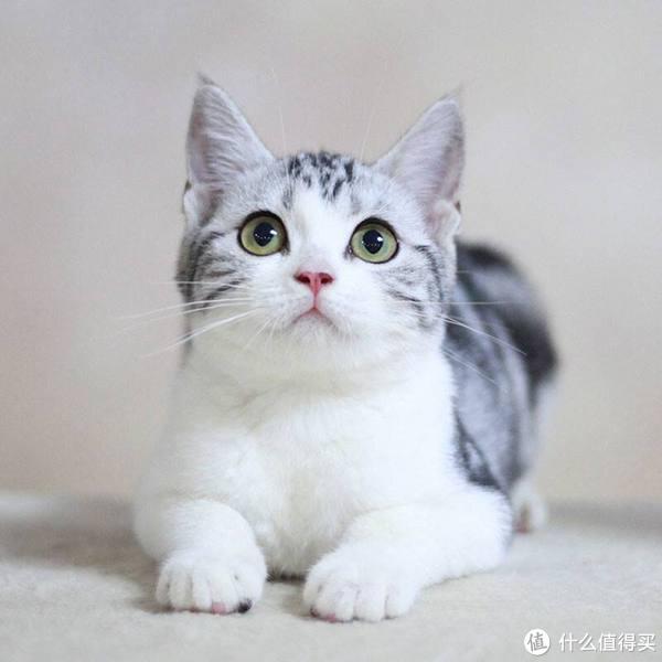 为什么美短猫被称为完美之猫?