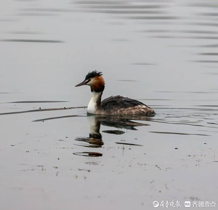 春天来啦!凤头鸊鷉的求偶舞仪式感满满