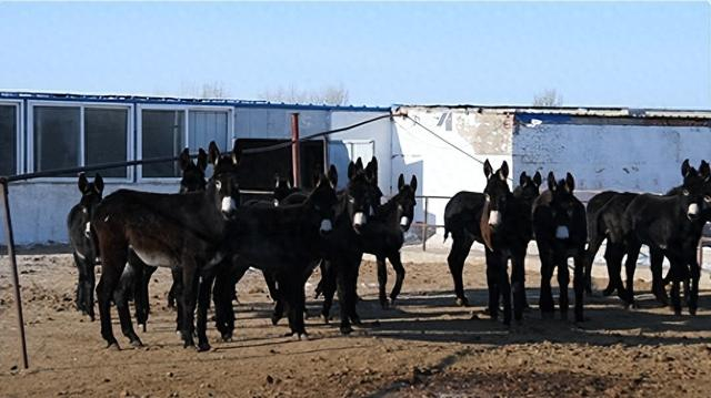 养殖场的毛驴。