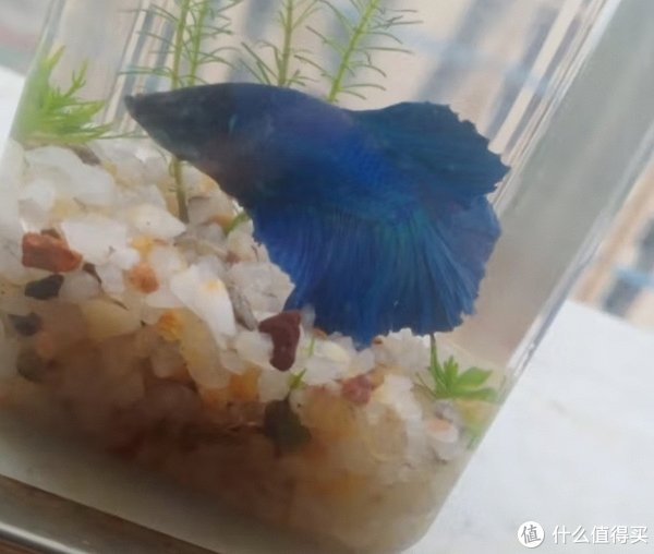 aipharow泰国斗鱼马尾狮王半月母斗鱼观赏鱼热带鱼活体宠物淡水鱼鱼缸