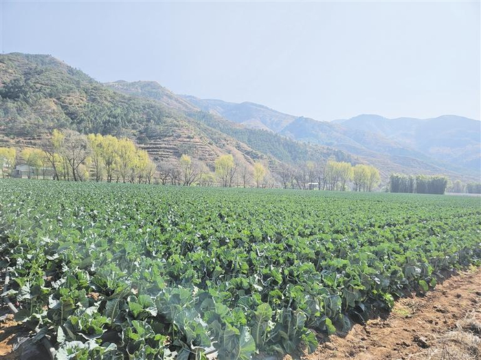 宣威市务德镇:在绿水青山中"淘金"|宣威市|绿水青山_新浪新闻