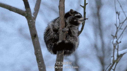 飞檐走壁爬上25层高楼这是什么小浣熊特种兵