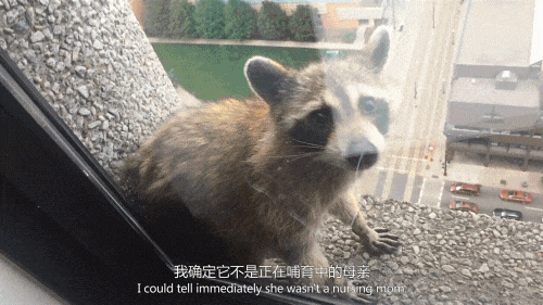 飞檐走壁爬上25层高楼这是什么小浣熊特种兵