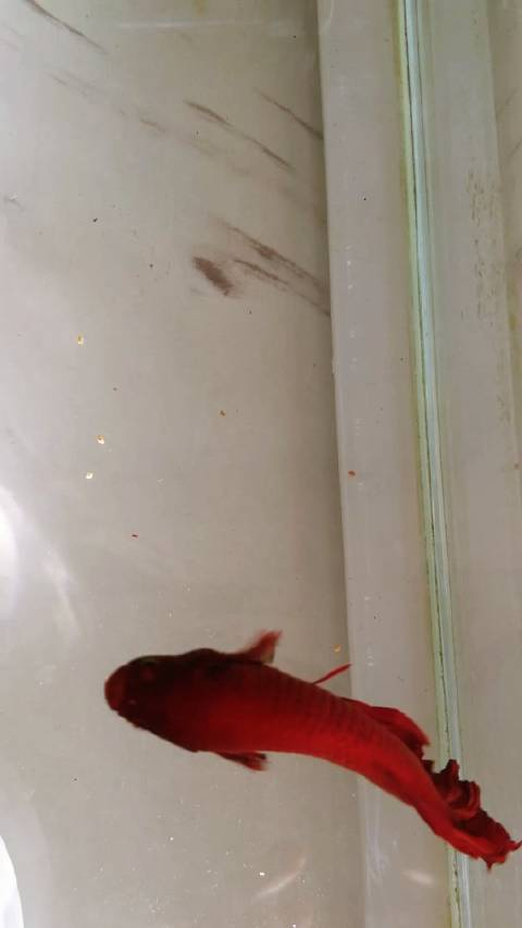 俺家斗鱼小逗逗日常8