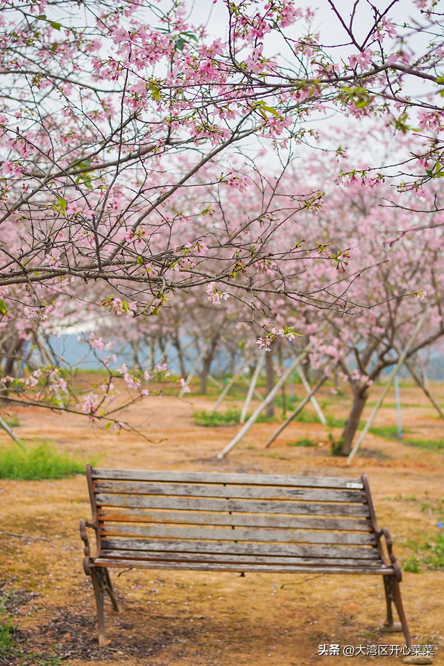 广州从化这片樱花园为什么多年不火?