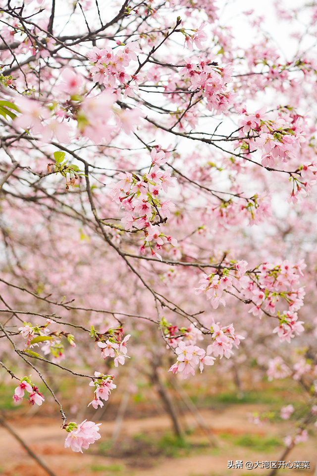 广州从化这片樱花园为什么多年不火?群众的意见还是要看一下