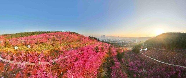 美好生活在云南樱你而来曲靖马龙樱花节盛大开幕赏花赶紧