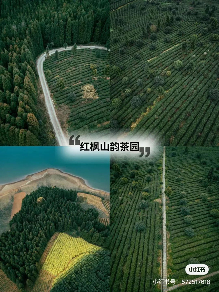 图源:小红书—贵阳市文化和旅游局看繁花似锦,品春日新茶不失为春日