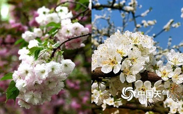 樱花,李花成簇开放,其他都是单朵.
