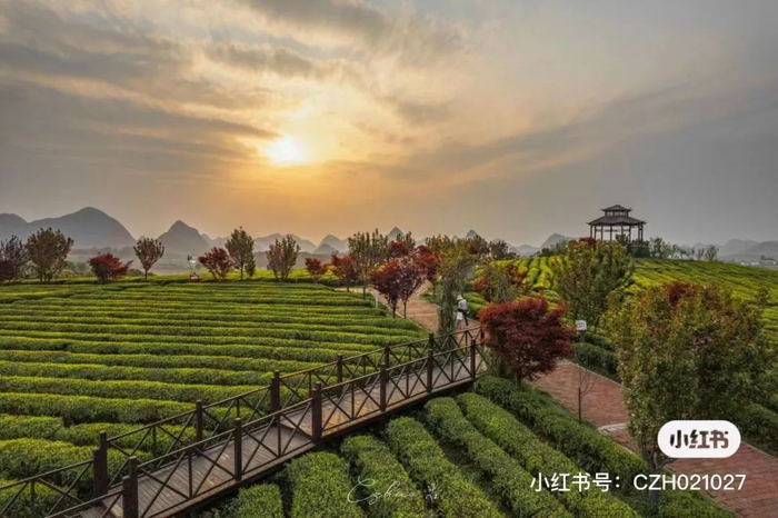 早春三月,一起来贵阳"赏茶山"|茶山|茶园|茶海_新浪新闻