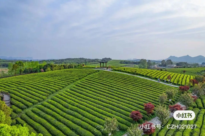 早春三月,一起来贵阳"赏茶山"|茶山|茶园|茶海_新浪新闻