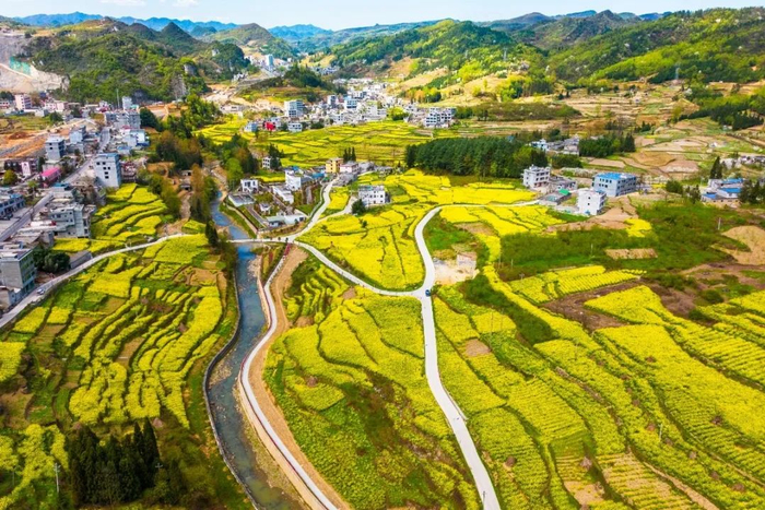 这个春天,总要来趟镇雄吧!|油菜花_新浪新闻