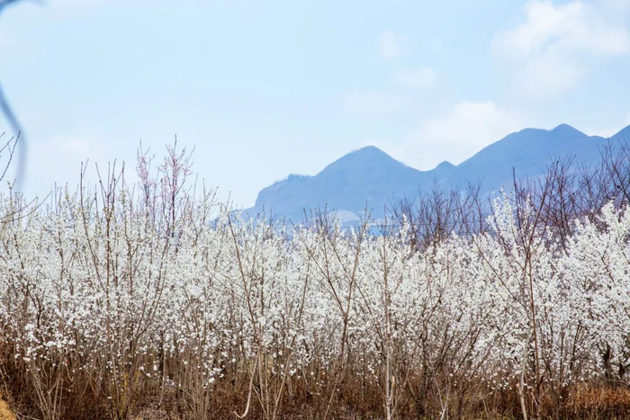 这个春天总要来趟镇雄吧