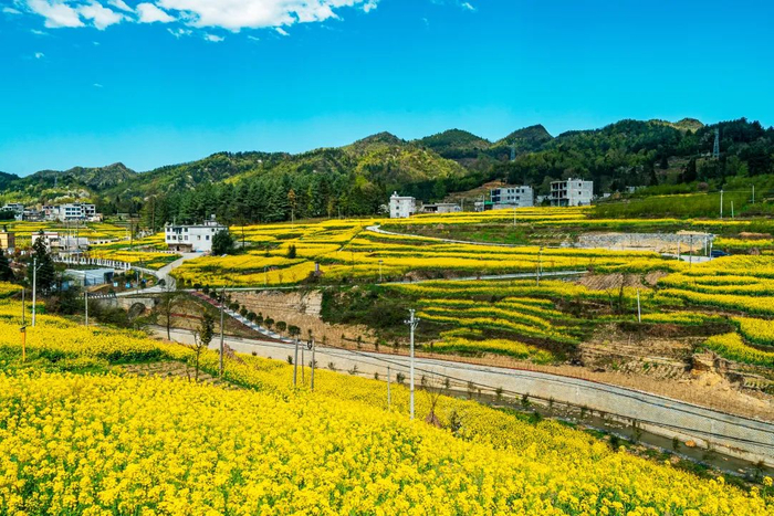 这个春天,总要来趟镇雄吧!|油菜花_新浪新闻