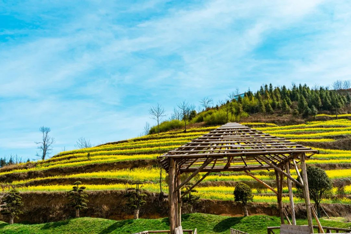 这个春天,总要来趟镇雄吧!|油菜花_新浪新闻