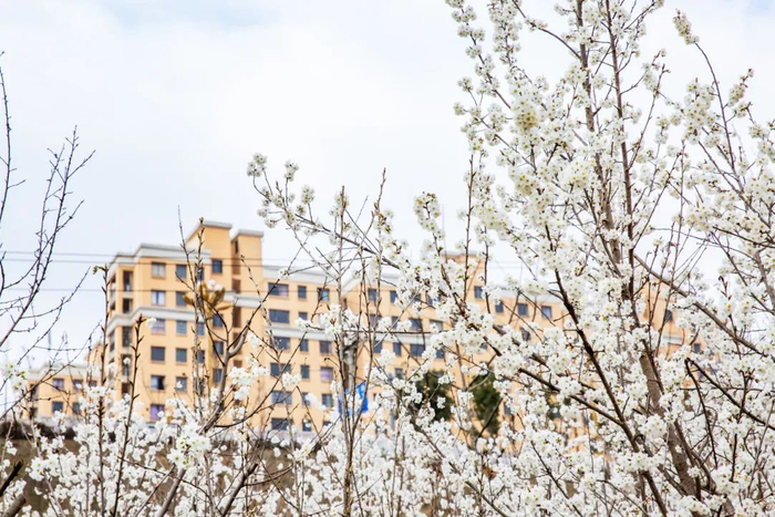 报春来"再过不久,李子花将要竞相开放玉树银花伴着和煦的春光诗情画意