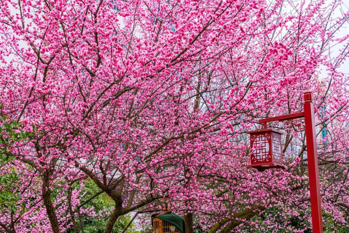 这个春天,总要来趟镇雄吧!|油菜花_新浪新闻