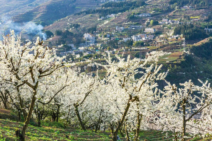 这个春天,总要来趟镇雄吧!|油菜花_新浪新闻