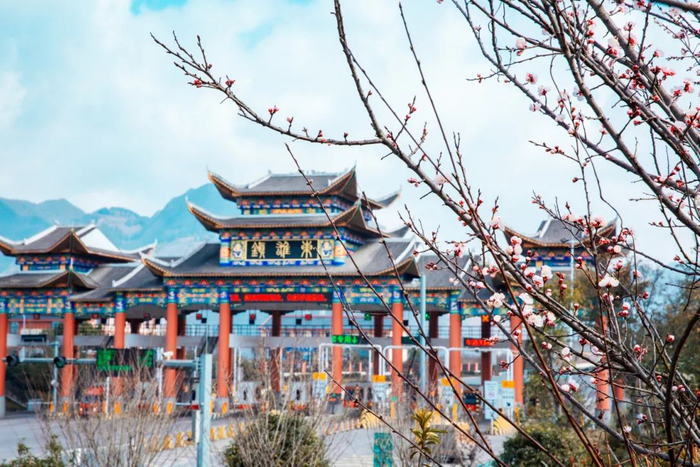 这个春天,总要来趟镇雄吧!|油菜花_新浪新闻