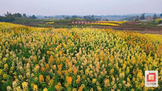 沿滩九洪乡:农文旅融合 油菜花开引客来