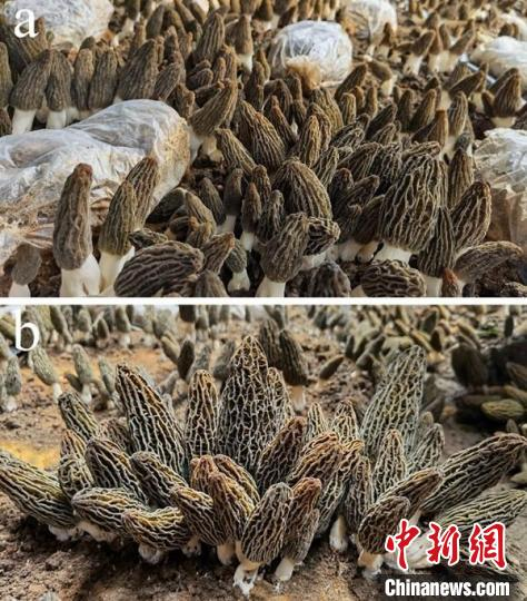 科研人员抓住羊肚菌真菌性病害的"真凶"|真菌|科研|食用菌_新浪新闻