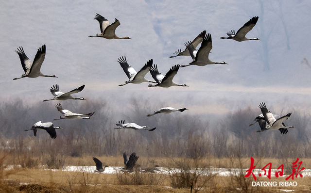 一道靓丽的风景线千余只灰鹤做客大同桑干河国家湿地公园
