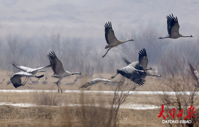 一道靓丽的风景线千余只灰鹤做客大同桑干河国家湿地公园