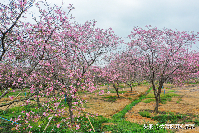 广州从化这片樱花园为什么多年不火?