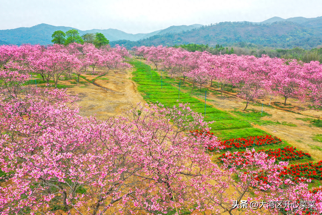 广州从化这片樱花园为什么多年不火?