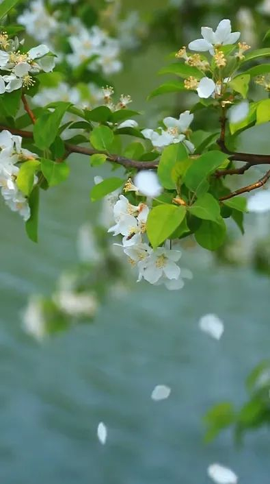 春风十里不如你三里桃花不及卿