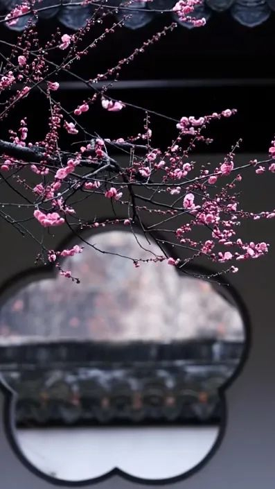 木心说:我见过春日夏风秋叶冬雪,也踏遍南水北山东