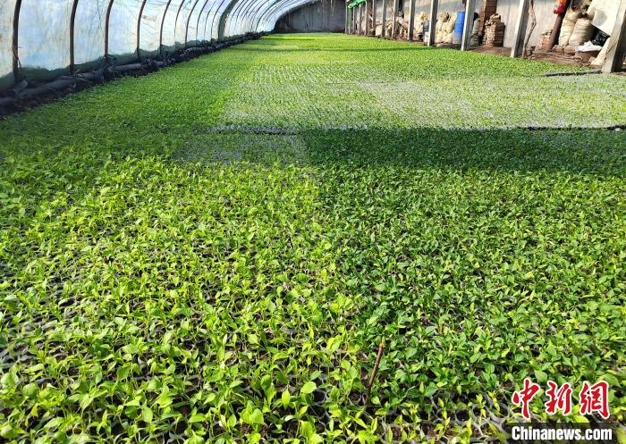 新疆兵团团场:大棚经济"开门红" 设施农业起好步|新疆兵团|石河子市