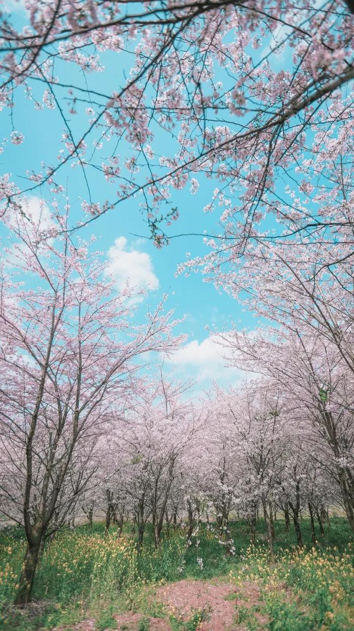 樱花模样图片