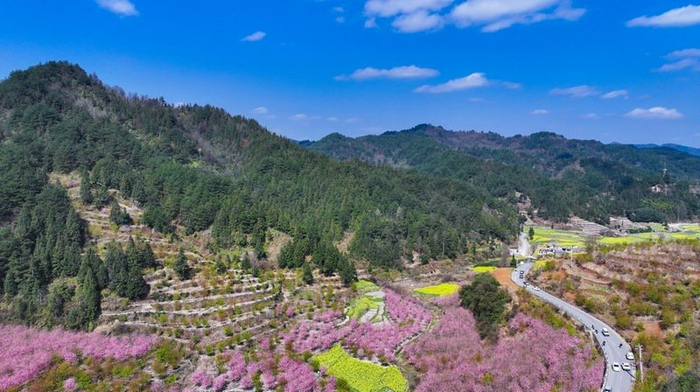 百花绽放来感受观山湖早春惊喜