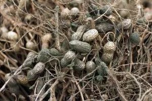 霉变的花生 | pinterest