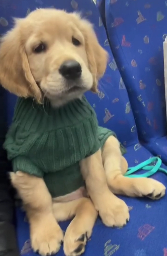 小金毛第一次坐火车明明很紧张还故作淡定的小表情超可爱