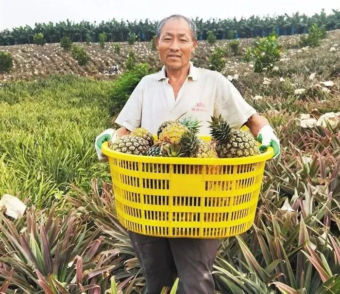 雾挂着的时候像个铃铛放在地上时又像莲台所以被叫为莲雾口感清香甘甜