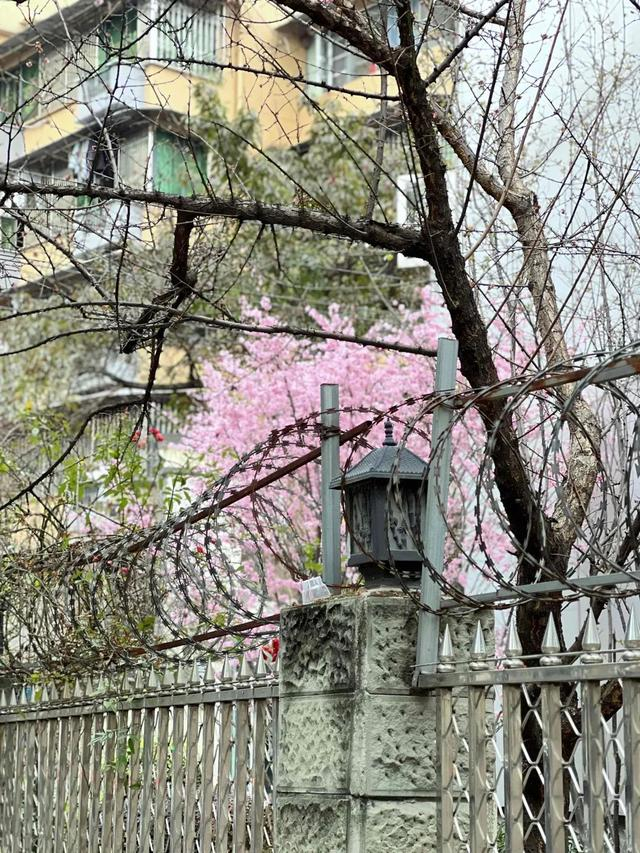 成都菊乐路,牛奶的名字就是这条街的名字|成都|牛奶|狼牙土豆_新浪